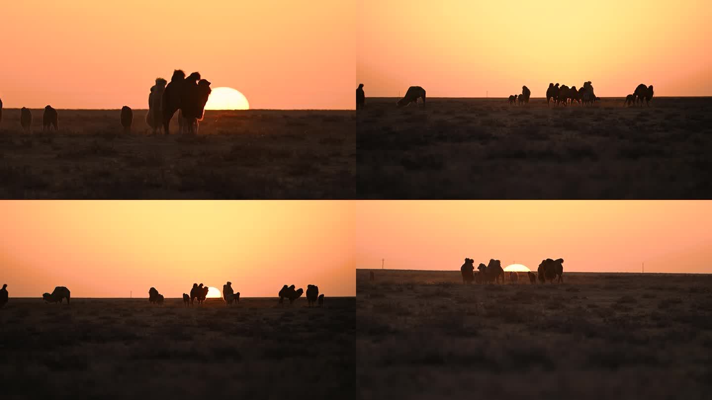 天边落日 骆驼日出 天然草原畜牧业 骆驼