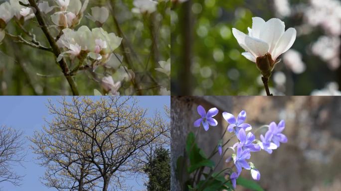 春风吻过深山的花与树