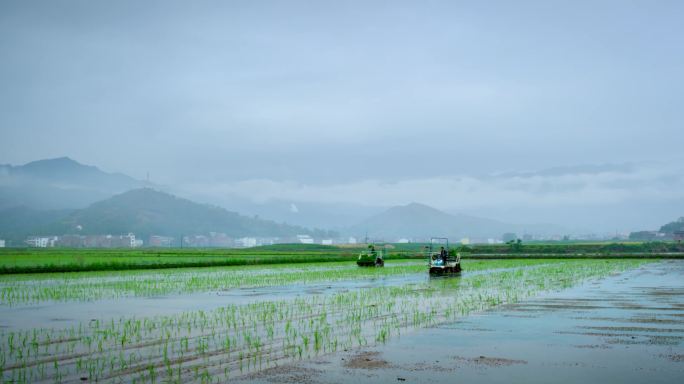 农民在稻田耕种生活 大米