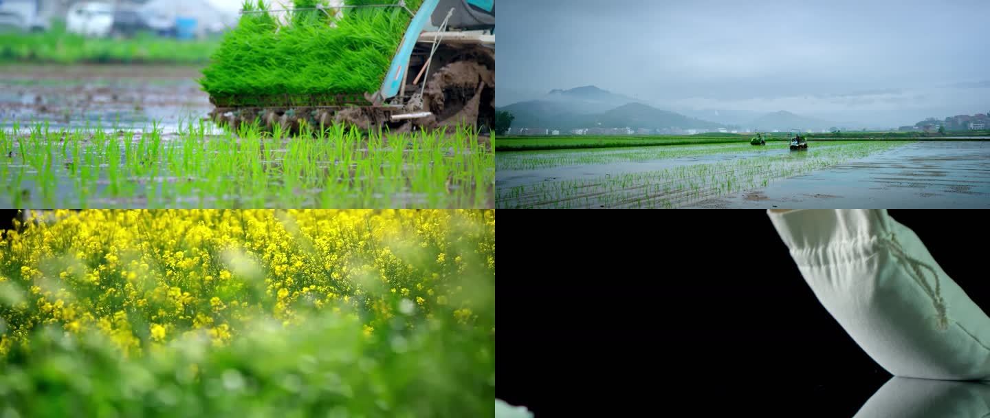 农民在稻田耕种生活 大米