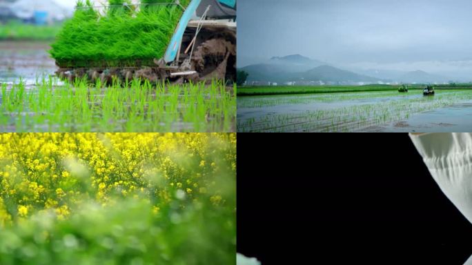 农民在稻田耕种生活 大米