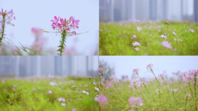 植物阳光叶子花朵