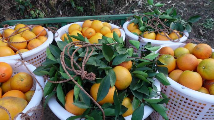 赣南脐橙甜果园采摘橙子筐树天然原生绿色