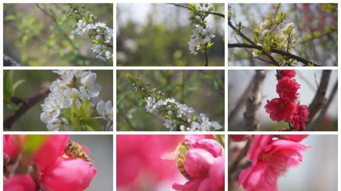 实拍 桃花特写 蜜蜂微距