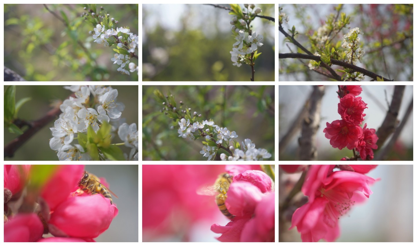 实拍 桃花特写 蜜蜂微距