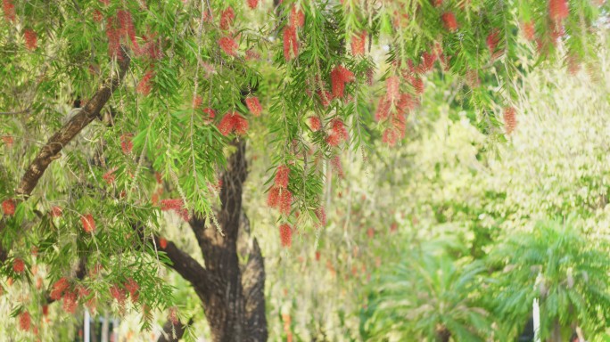 公园植物花卉