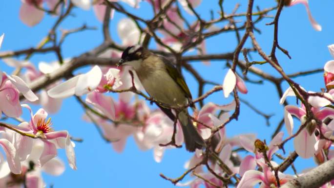 春天 花与鸟 花朵 小鸟嬉戏   玉兰花