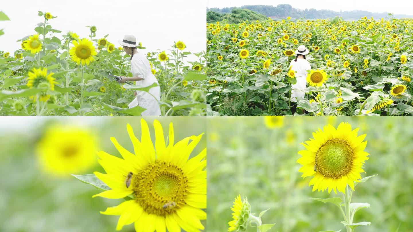 花 向日葵 无人机女孩 花海 4k