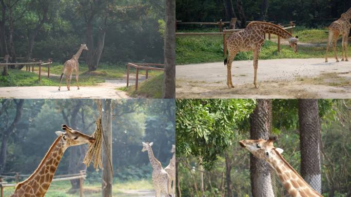 长颈鹿散步吃树叶4k高清素材