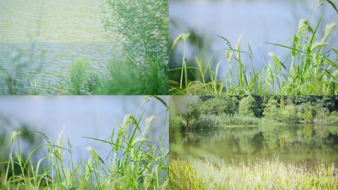 植物 阳光 花 唯美 清新 溪水