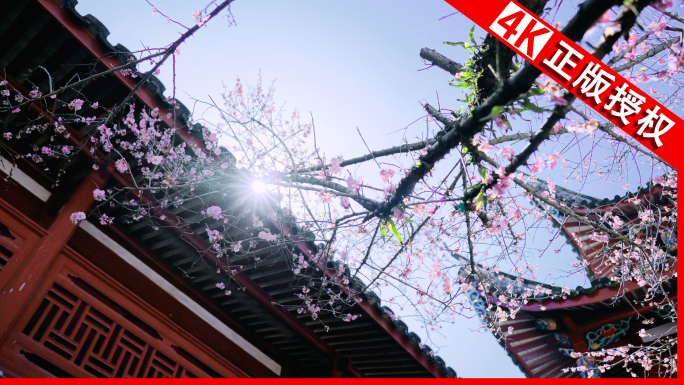 梅花园梅园梅花春天视频春分踏春寺庙禅意