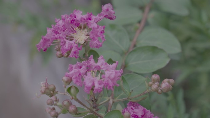 蜜蜂和紫薇花（灰片，后期调色空间大）