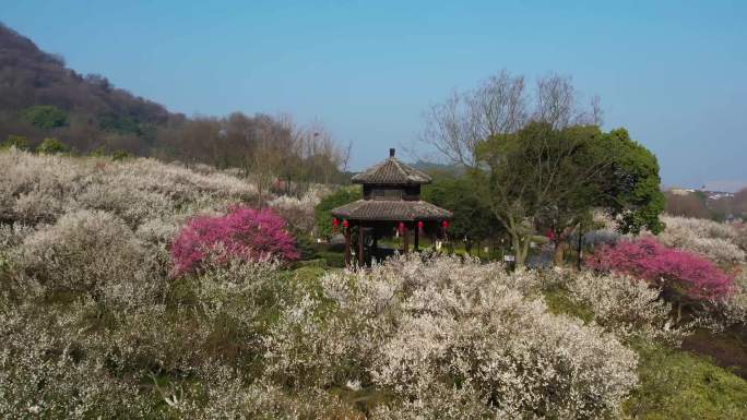 超山梅花航拍