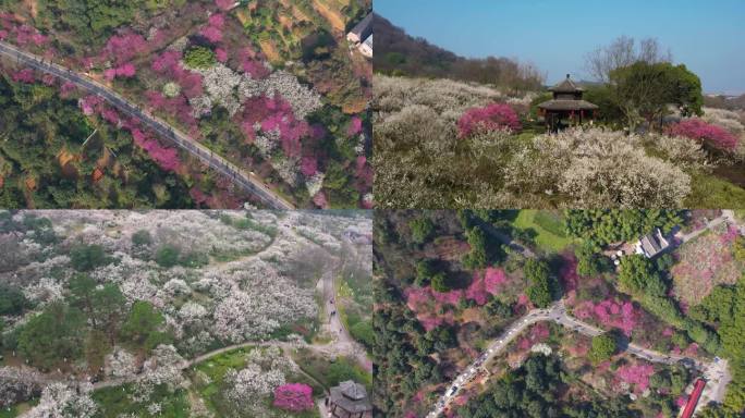 超山梅花航拍