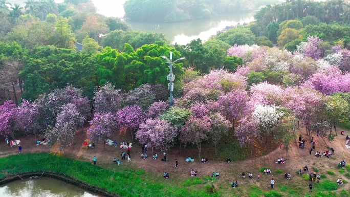 海珠湿地公园 紫荆花 航拍 花城广州