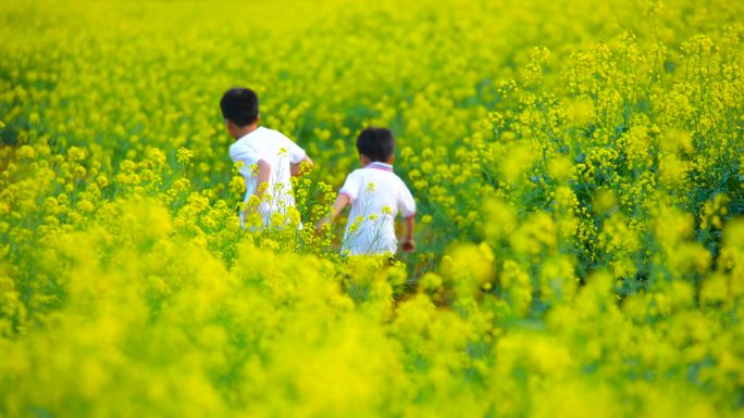 油菜花中奔跑