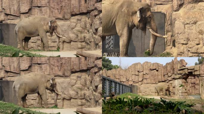 成都动物园 大象 非洲象