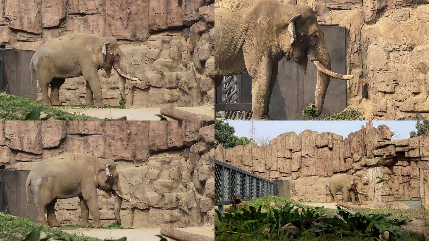 成都动物园 大象 非洲象