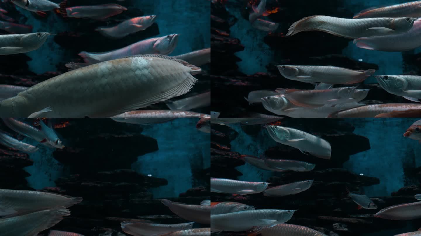 观赏鱼金龙鱼高端鱼宠物鱼财富象征鱼