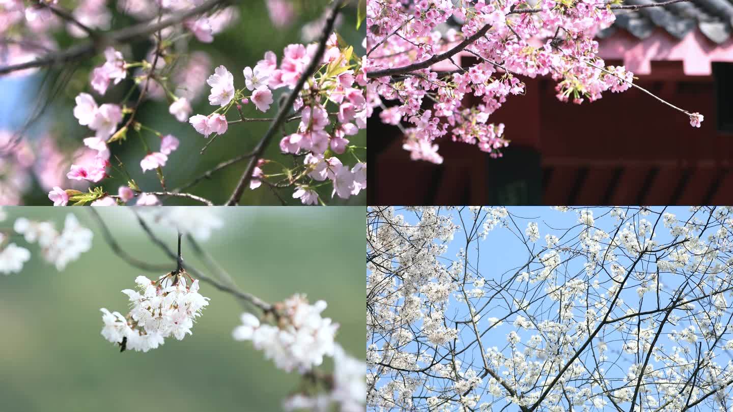 大自然唯美樱花