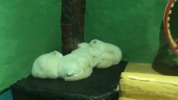小白狐宝宝，睡觉的小雪狐宝宝 可爱北极狐