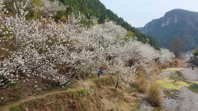 漫山遍野的樱花樱花开了美丽乡村美丽中国