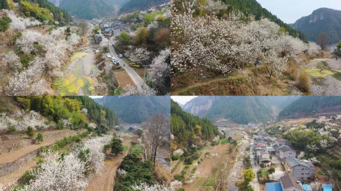 漫山遍野的樱花樱花开了美丽乡村美丽中国