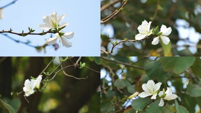 白花洋紫荆