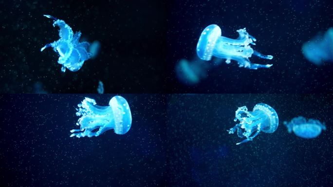 【4K｜升格】蓝色荧光水母在水中漂浮游动