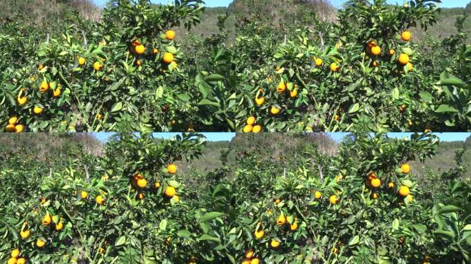 赣南脐橙甜果园采摘橙子筐树天然原生绿色