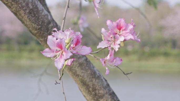 紫荆花实拍素材4K