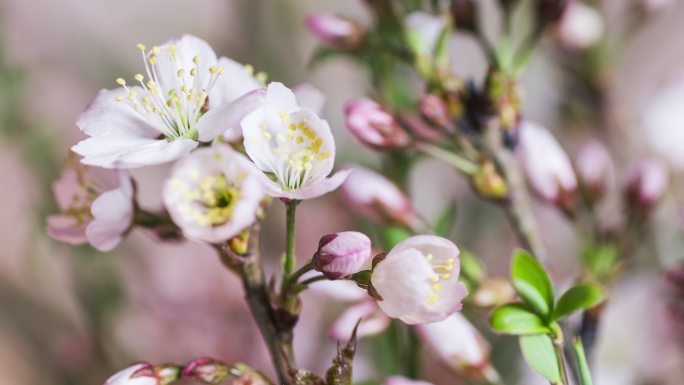 4K樱桃花开花过程微距特写延时