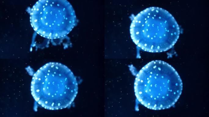 【4K｜升格】蓝色水母漂浮游动（顶面）