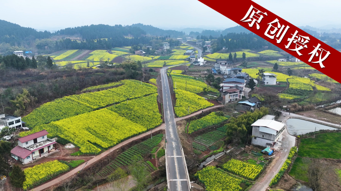 油菜地 航拍 美丽 乡村 菜花