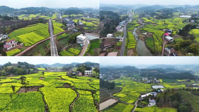 油菜地 航拍 美丽 乡村 菜花