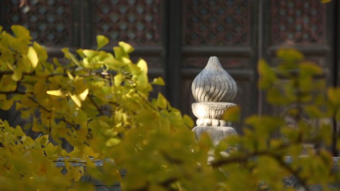 北京秋天 西山大觉寺 千年银杏