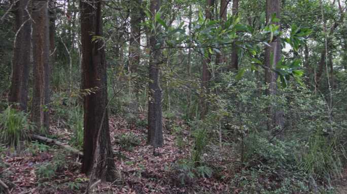 森林h264 4k 25