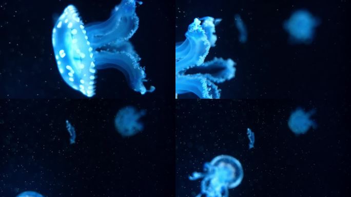 【4K｜升格】蓝色荧光水母在水中漂浮游动