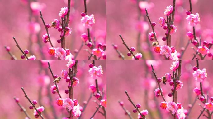 蜜蜂在盛开的梅花上采蜜