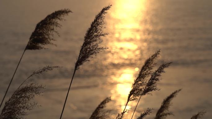 夕阳下风中摇摆的芦苇丛夕阳照在河面升格