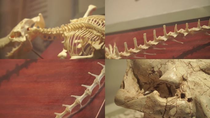 镜头合集生物动物化石骨骼骨架头骨(1)