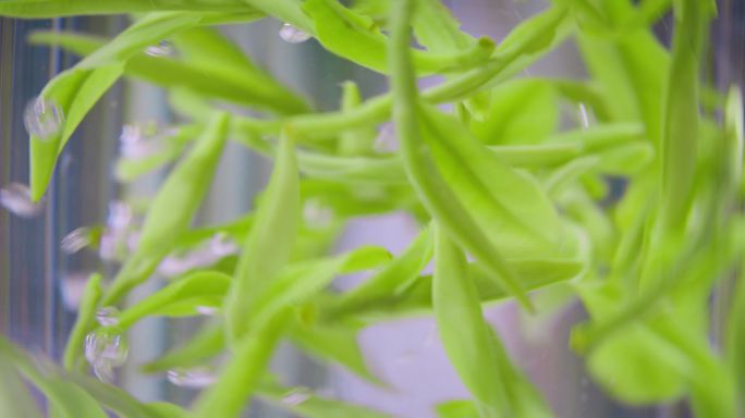 茶叶茶园泡茶茶山白茶特写水中茶叶泡茶沏茶