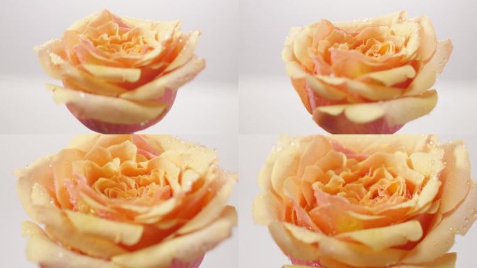 水珠玫瑰花精华成分 护肤品化妆品素材