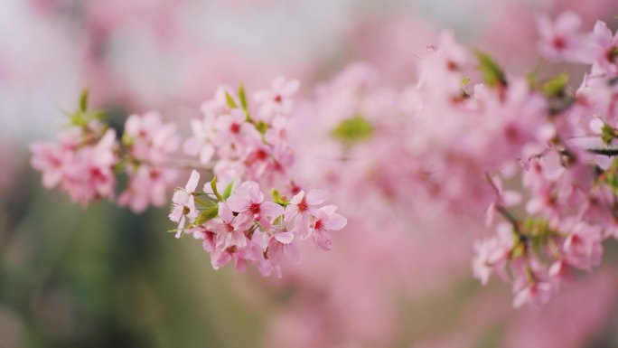 春日唯美樱花特写