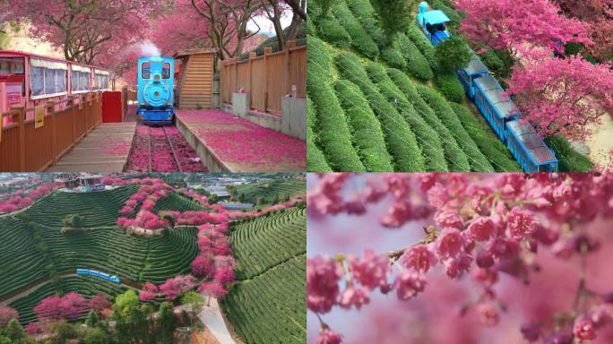 福建龙岩永福樱花园航拍