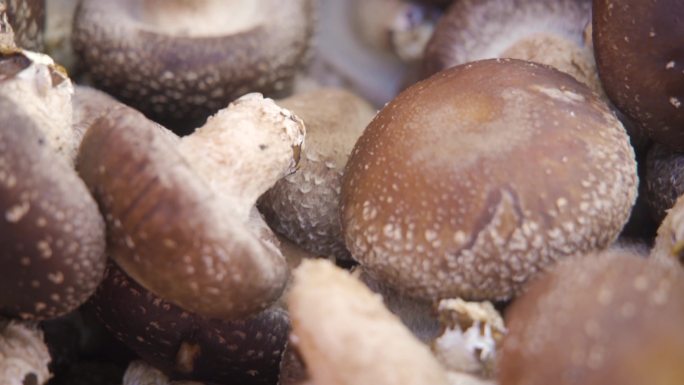 蘑菇种植 蘑菇棚
