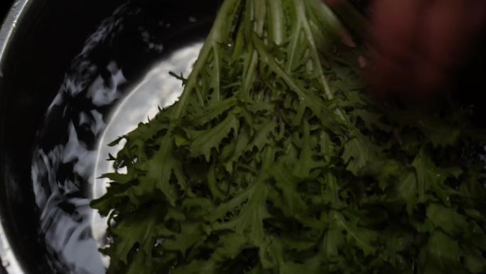 镜头合集清洗夏季去火苦菊蔬菜(2)