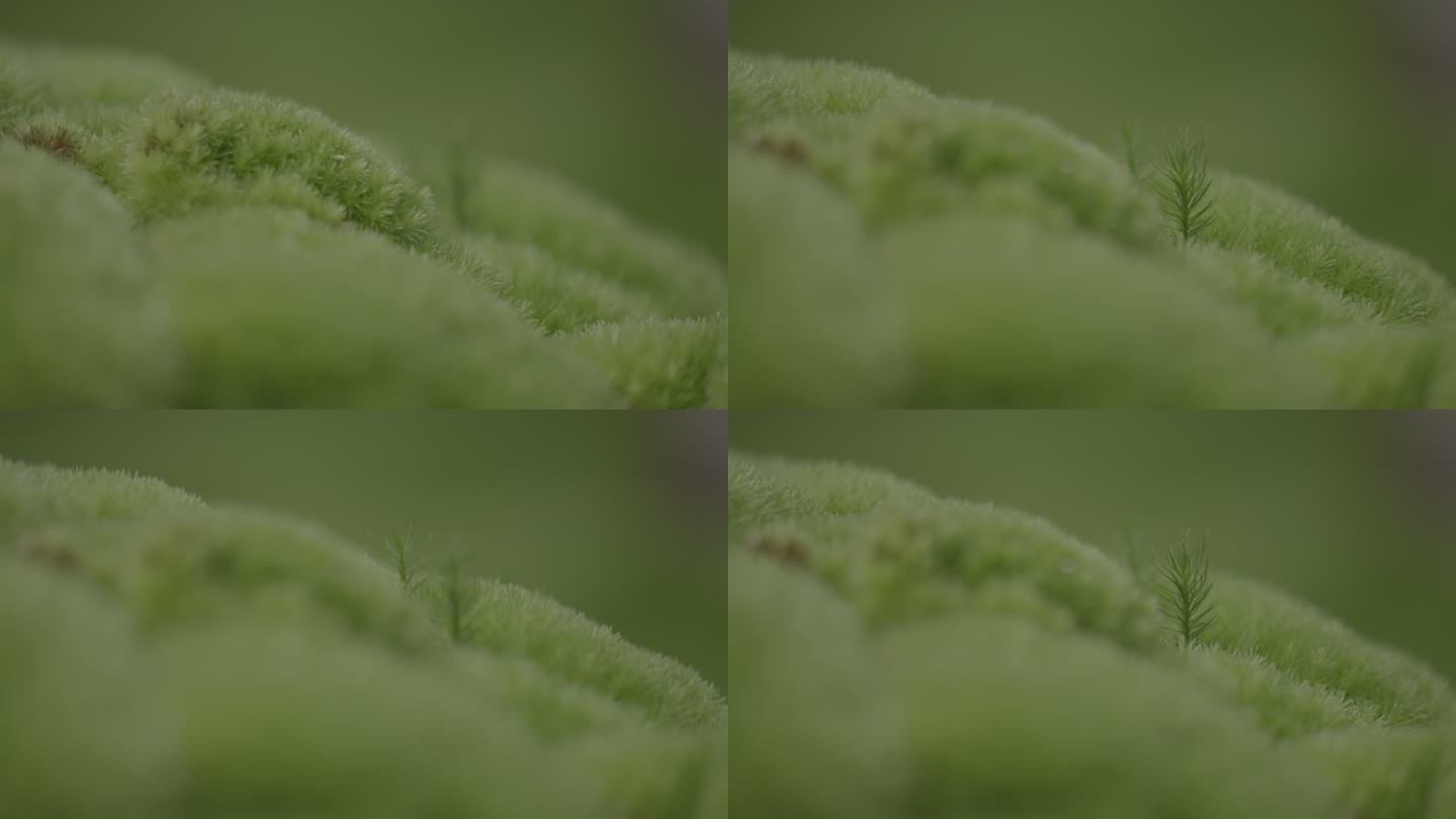 微观拍摄苔藓