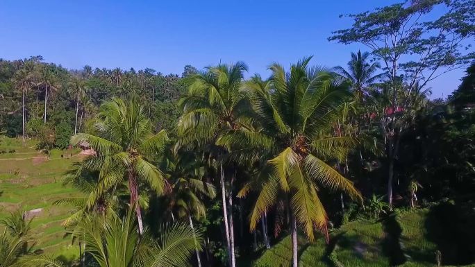 椰子林  热带 椰树 海南  蓝天