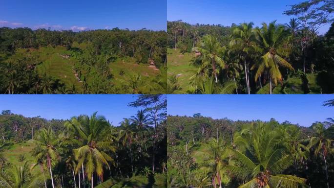椰子林  热带 椰树 海南  蓝天